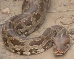 The Sanctuary is also home to about 300 pythons.